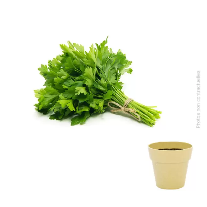 KIT DE PLANTATION BIODÉGRADABLE PERSONNALISÉ 'ARROSY' - persil