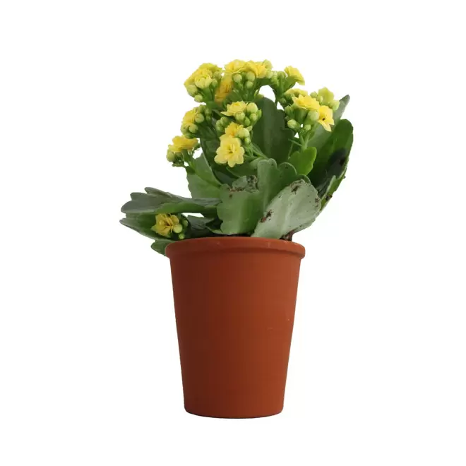 MINI PLANTE FLEURIE EN POT TERRE PERSONNALISABLE 'LIMIFO' - Kalanchoé
