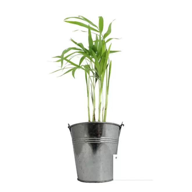 GRANDE PLANTE EN POT DE ZINC PERSONNALISABLE 'LUMIFO' - Chamaedora Elegans