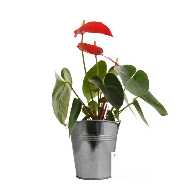 GRANDE PLANTE EN POT DE ZINC PERSONNALISABLE 'LUMIFO' - Anthurium