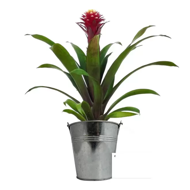 GRANDE PLANTE EN POT DE ZINC PERSONNALISABLE 'LUMIFO' - Guzmania