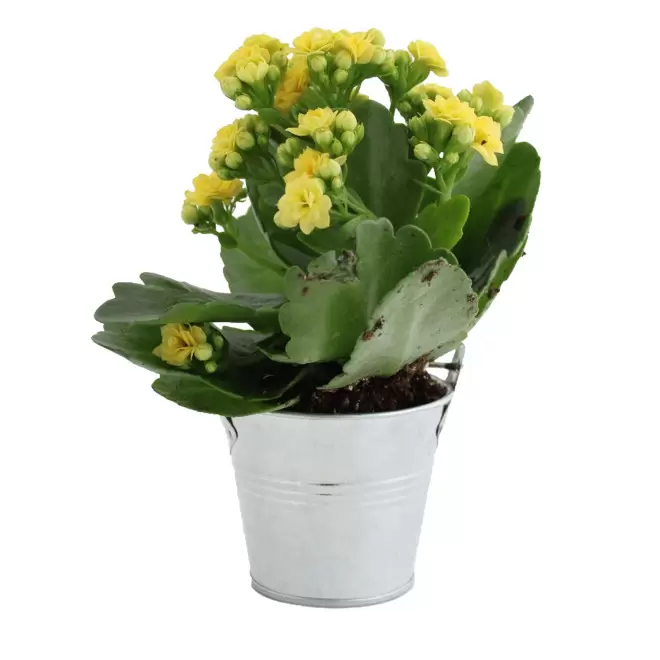 MINI PLANTE FLEURIE EN POT TERRE PERSONNALISABLE 'LIMIFO' - gris argenté