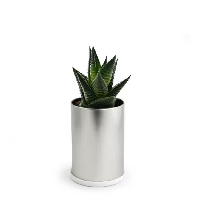 CANETTE À PLANTE DÉPOLLUANTE PERSONNALISABLE 'PLANTY' - Haworthia Limifolia