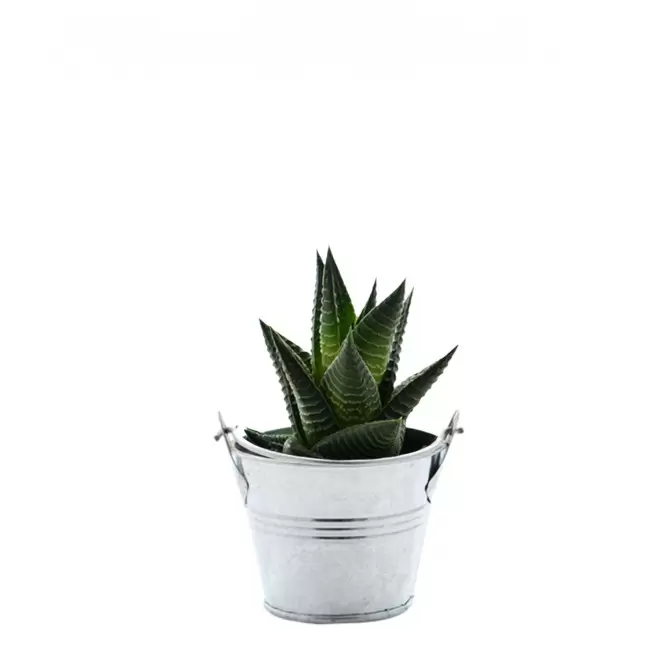 MINI PLANTE EN POT ZINC PERSONNALISABLE 'LIMIFO' - Haworthia Limifolia
