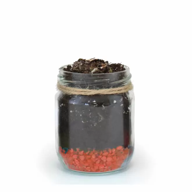 MINI PLANTES DEPOLLUANTES PERSONNALISABLES MIF 'ALORA' - orange