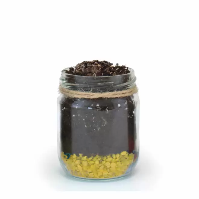 MINI PLANTES DEPOLLUANTES PERSONNALISABLES MIF 'ALORA' - jaune