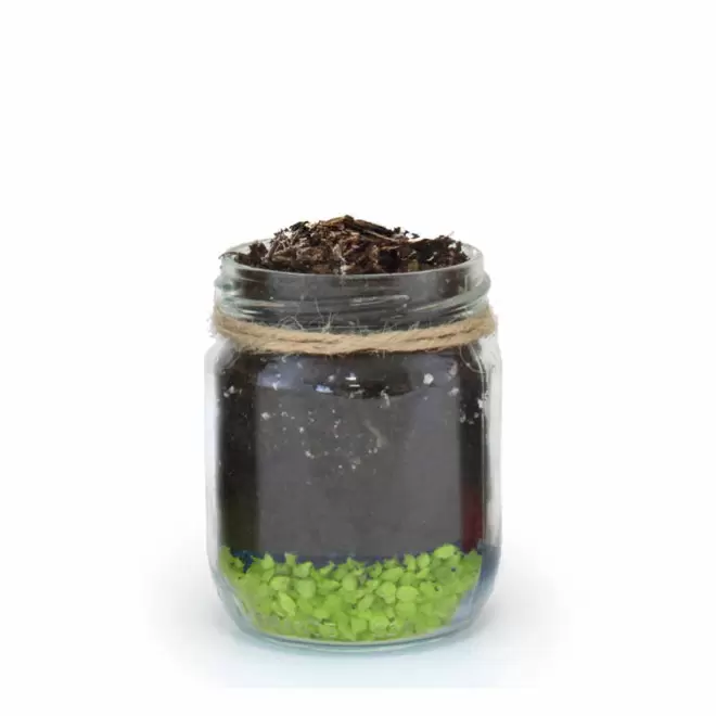 MINI PLANTES DEPOLLUANTES PERSONNALISABLES MIF 'ALORA' - vert