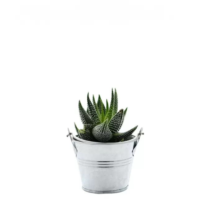 MINI PLANTE EN POT ZINC PERSONNALISABLE 'LIMIFO' - Haworthia Concolor