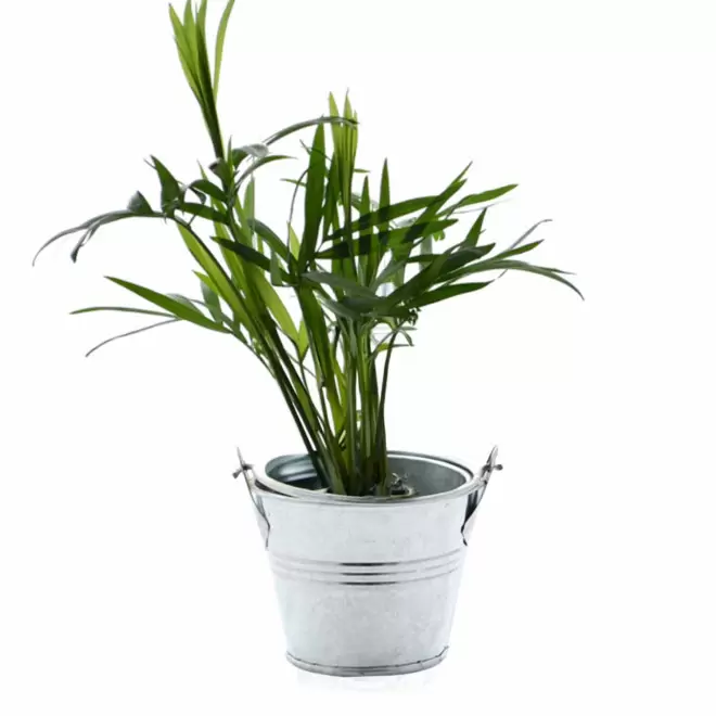 MINI PLANTE EN POT ZINC PERSONNALISABLE 'LIMIFO' - palmier