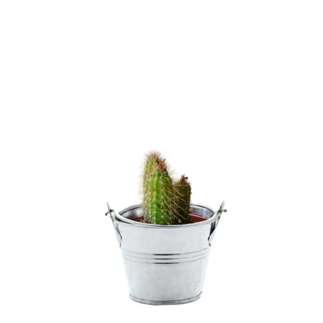 MINI PLANTE EN POT ZINC PERSONNALISABLE 'LIMIFO' - cactus