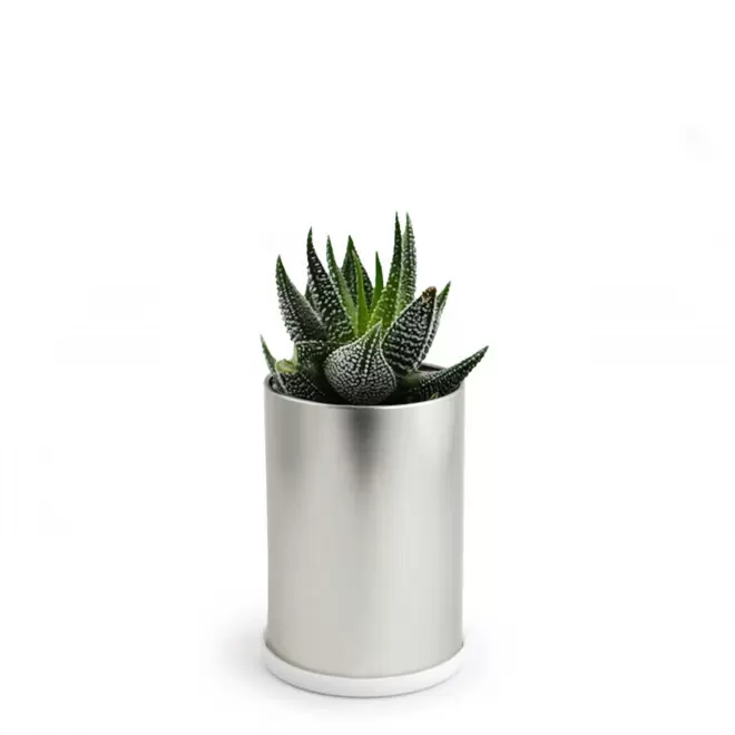 CANETTE À PLANTE DÉPOLLUANTE PERSONNALISABLE 'PLANTY' - Haworthia Concolor