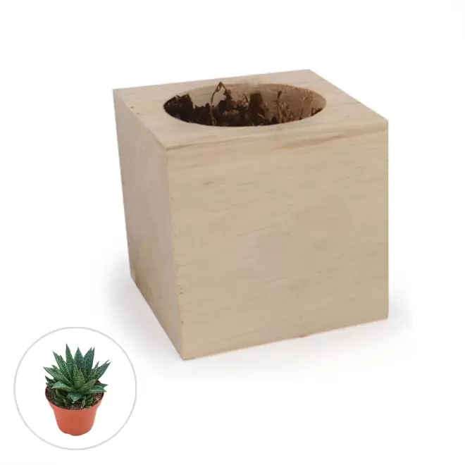 CUBE EN BOIS PUBLICITAIRE AVEC PLANTE OU ARBRE 'HARWOR' - Gasteria D. Due