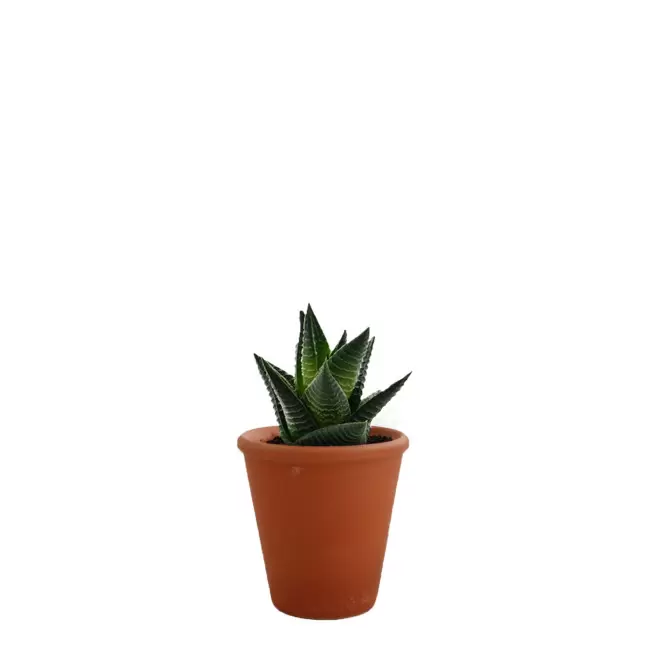 GRANDE PLANTE PERSONNALISABLE EN POT TERRE CUITE 'LUMIFO' - Limifolia
