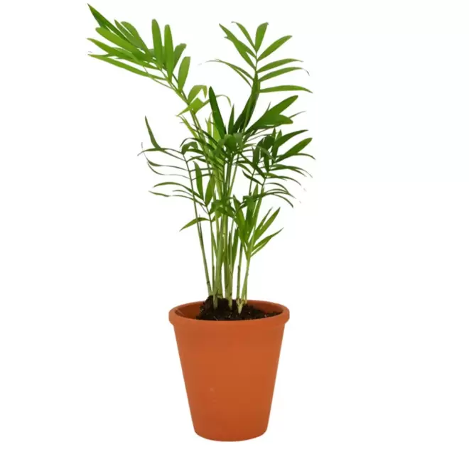 GRANDE PLANTE PERSONNALISABLE EN POT TERRE CUITE 'LUMIFO' - palmier
