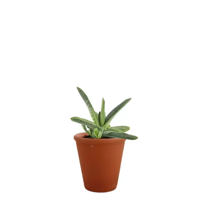 GRANDE PLANTE PERSONNALISABLE EN POT TERRE CUITE 'LUMIFO' - Gasteria Dragon Skin