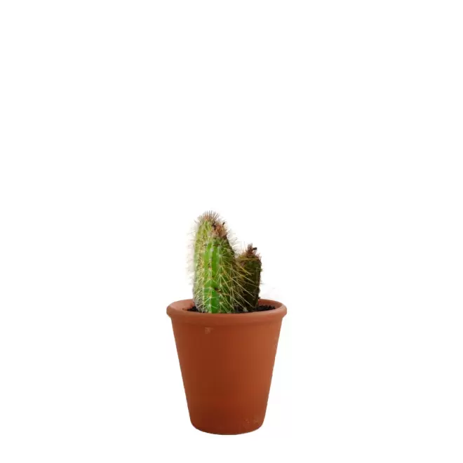GRANDE PLANTE PERSONNALISABLE EN POT TERRE CUITE 'LUMIFO' - cactus