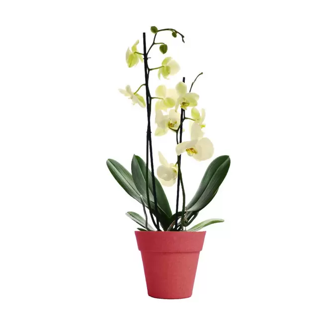 ORCHIDEE PERSONNALISABLE EN POT COLORE 'ORHIDEE' - rouge/jaune