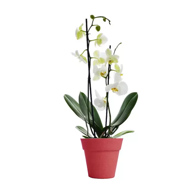 ORCHIDEE PERSONNALISABLE EN POT COLORE 'ORHIDEE' - rouge/blanc
