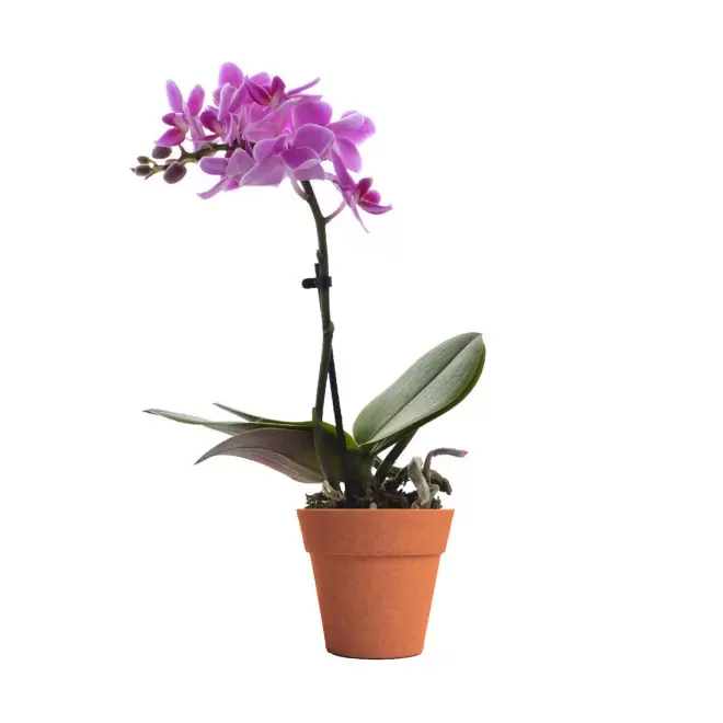 ORCHIDEE PERSONNALISABLE EN POT COLORE 'ORHIDEE' - orange/rose