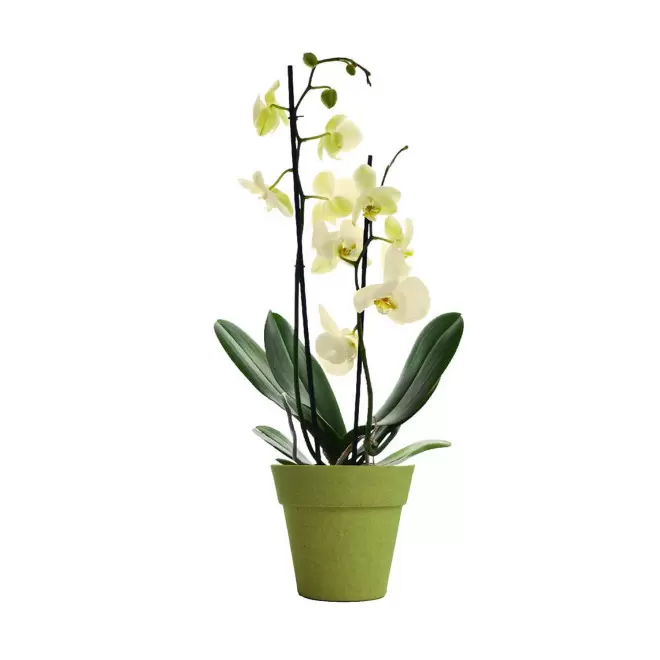 ORCHIDEE PERSONNALISABLE EN POT COLORE 'ORHIDEE' - vert/jaune