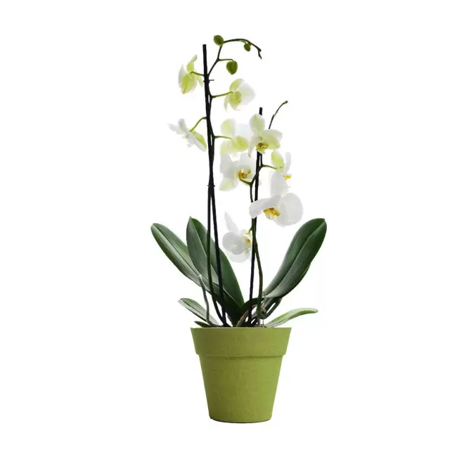 ORCHIDEE PERSONNALISABLE EN POT COLORE 'ORHIDEE' - vert/blanc