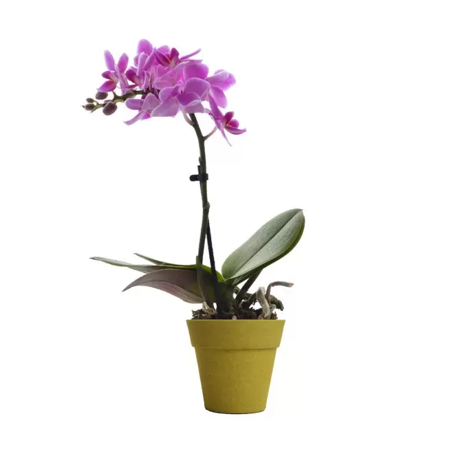 ORCHIDEE PERSONNALISABLE EN POT COLORE 'ORHIDEE' - jaune/rose