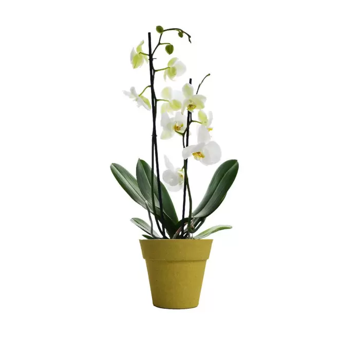 ORCHIDEE PERSONNALISABLE EN POT COLORE 'ORHIDEE' - jaune/blanc