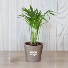 MINI PLANTE EN POT CERAMIQUE PERSONNALISABLE 'LIMIFO'