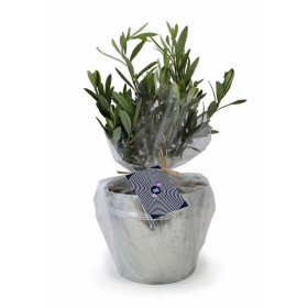 OLIVIER EN POT ZINC PERSONNALISABLE 'OLIVIAN'