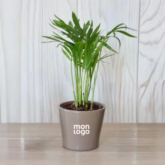 MINI PLANTE EN POT CERAMIQUE PERSONNALISABLE 'LIMIFO'