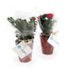 MINI PLANTE FLEURIE EN POT TERRE PERSONNALISABLE 'LIMIFO'