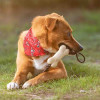 JOUET POUR CHIEN PERSONNALISABLE 'KOSTI'