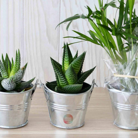 MINI PLANTE EN POT ZINC PERSONNALISABLE 'LIMIFO'