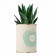 PLANTE EN POT PERSONNALISÉE 'PURETE'