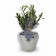OLIVIER EN POT ZINC PERSONNALISABLE 'OLIVIAN'