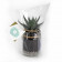 MINI PLANTES DEPOLLUANTES PERSONNALISABLES MIF 'ALORA'