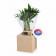 CUBE EN BOIS PERSONNALISABLE AVEC PLANTE OU ARBRE 'HARWOR'
