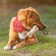 JOUET POUR CHIEN PERSONNALISABLE 'KOSTI'