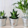 MINI PLANTE EN POT ZINC PERSONNALISABLE 'LIMIFO'
