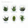MINI PLANTE EN POT CERAMIQUE PERSONNALISABLE 'LIMIFO'