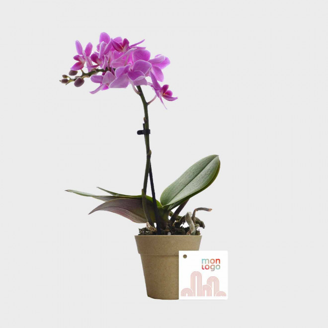 ORCHIDEE PERSONNALISABLE EN POT COLORE 'ORHIDEE'