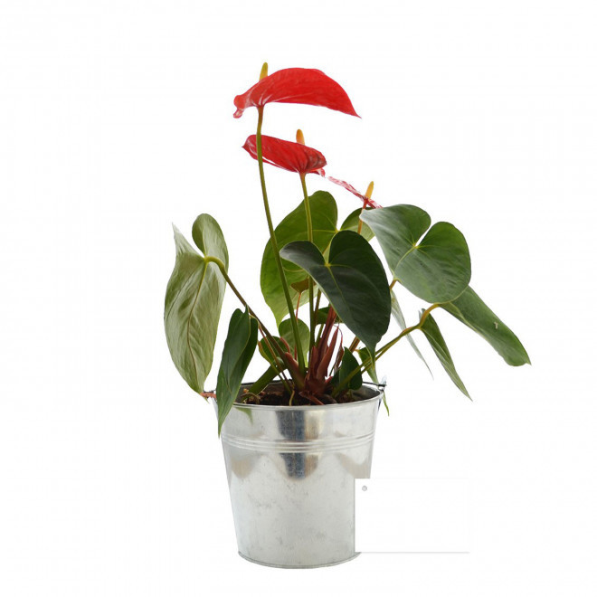 GRANDE PLANTE EN POT DE ZINC PERSONNALISABLE 'LUMIFO'