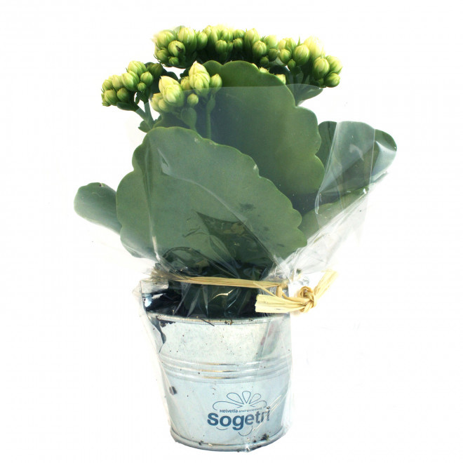 MINI PLANTE FLEURIE EN POT TERRE PERSONNALISABLE 'LIMIFO'