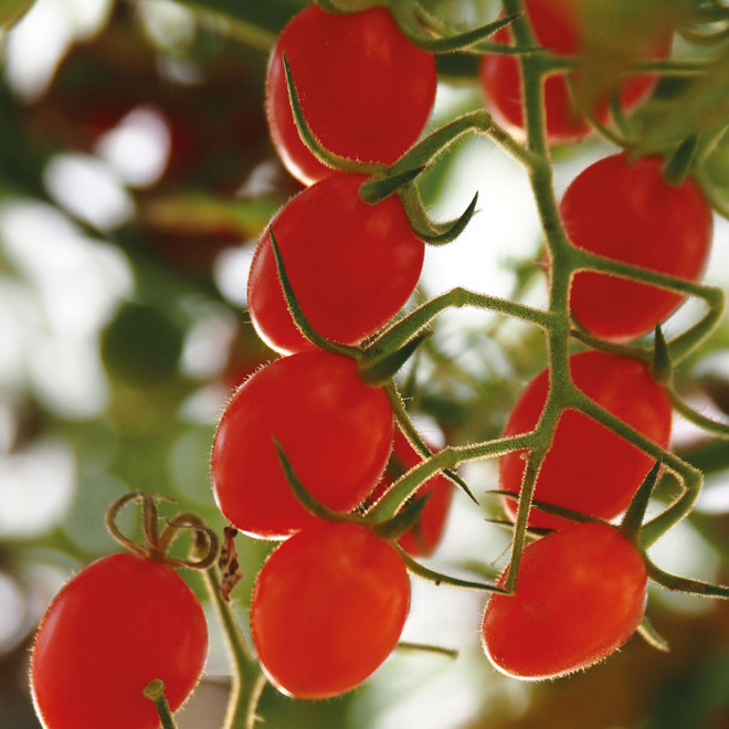 CARTE PERSONNALISABLE AVEC 3 SACHETS DE GRAINES 'KARTA'