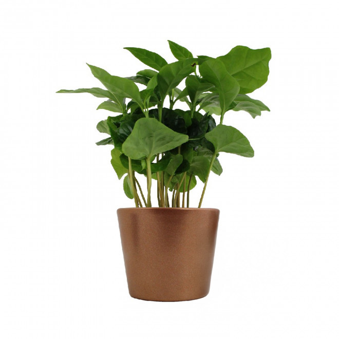 COFFRET DE PLANTE ET DE GOURMANDISE PERSONNALISABLE 'CAREX'