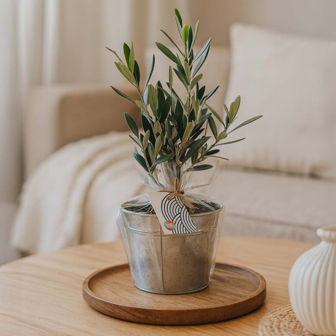 OLIVIER EN POT ZINC PERSONNALISABLE 'OLIVIAN'
