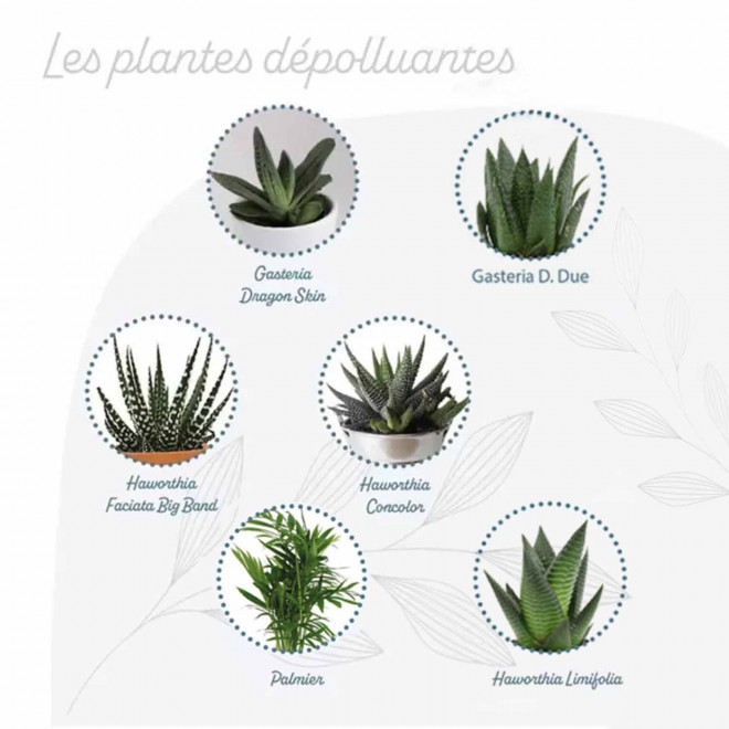 MINI PLANTES DEPOLLUANTES PERSONNALISABLES MIF 'ALORA'