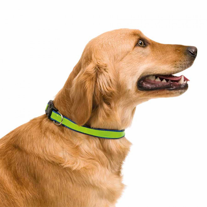 COLLIER PERSONNALISABLE POUR ANIMAUX 'FRIZON'