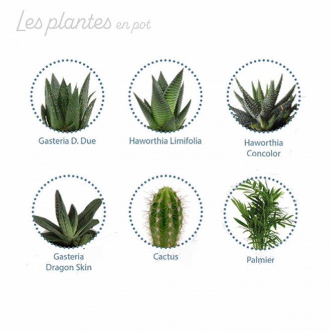 MINI PLANTE EN POT ZINC PERSONNALISABLE 'LIMIFO'