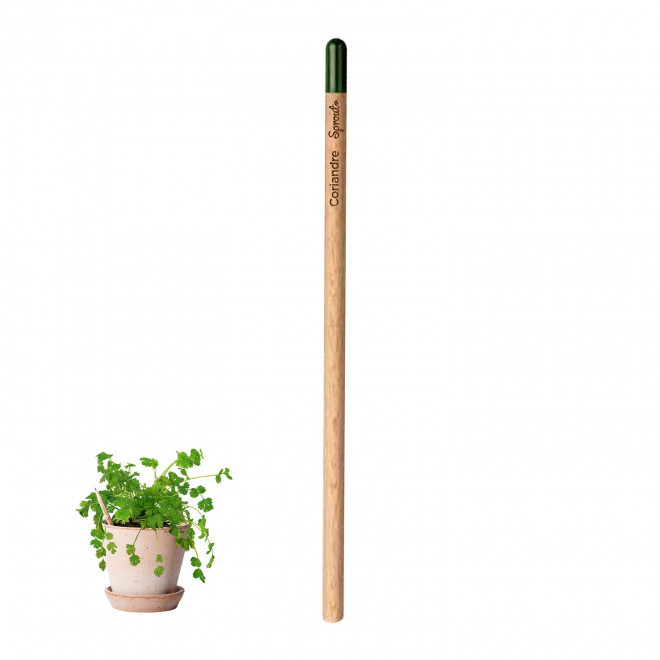 CRAYON PAPIER GRAINES PERSONNALISABLE 'POUSS' - coriandre